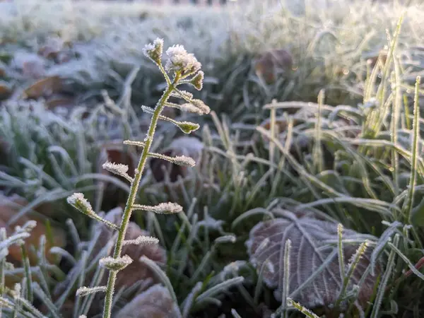 晴れた冬の日に霜に覆われた公園の花の選択的な焦点 — ストック写真