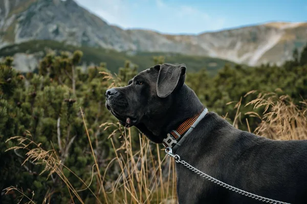 Боковой Портрет Черной Тростниковой Собаки Поводке Сельской Местности — стоковое фото