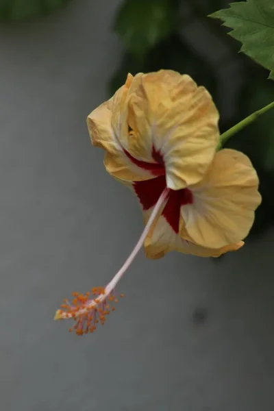 Plan Rapproché Hibiscus Poussant Dans Jardin Fond Flou — Photo