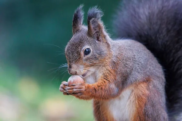 Nahaufnahme Eines Roten Eichhörnchens Das Nüsse Frisst — Stockfoto