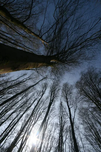 나무들의 각도에서 — 스톡 사진
