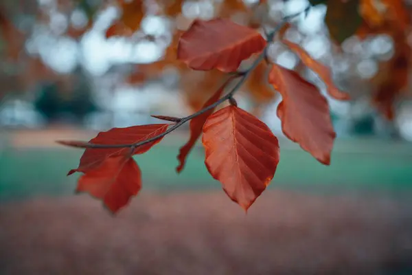 Крупный План Красного Листа Дереве Осень Осень — стоковое фото