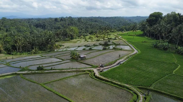 Uma Vista Aérea Dos Campos Arroz Balineses — Fotografia de Stock