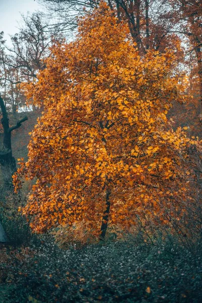 Вертикальний Знімок Красивої Осені Парку — стокове фото