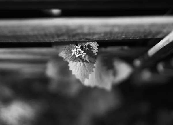 ニンニクマスタード植物のグレースケールショット — ストック写真