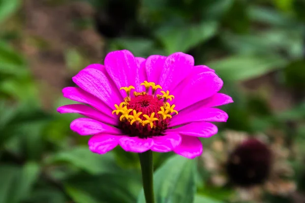 Крупный План Розового Циннийского Цветка Саду — стоковое фото