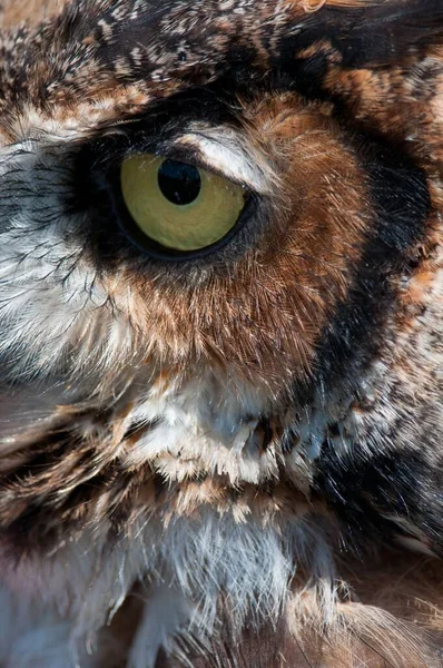 A vertical closeup of the eye of an Eurasian Eagle Owl