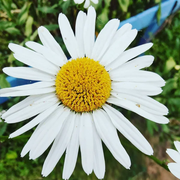 Closeup Gorgeous Daisy Big Snow White Petals Sunny Garden — Stock Photo, Image