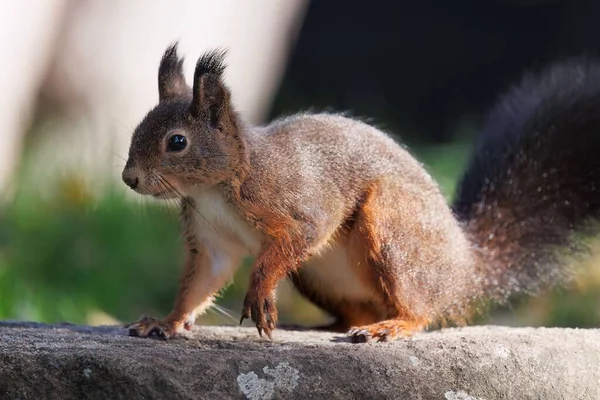 Eine Nahaufnahme Eines Entzückenden Flauschigen Eichhörnchens Auf Einer Steinoberfläche Einem — Stockfoto