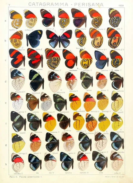 Catagramma Obsolete Genus Neotropical Butterflies — Stock Photo, Image