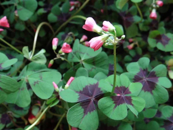 A closeup shot of the buds of pink Iron Cross flowers with beautiful leaves in a summer garden