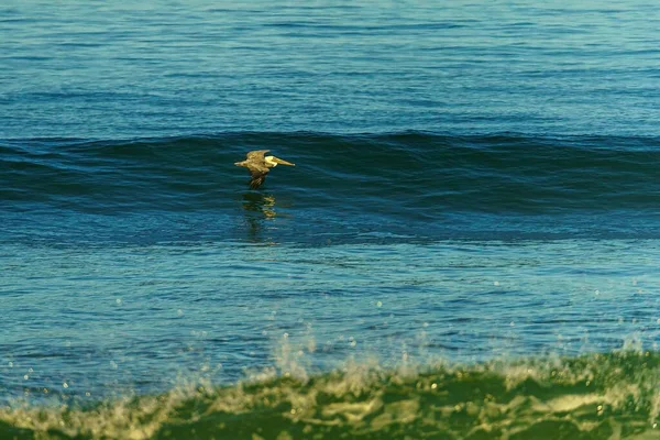 一只鹈鹕在加利福尼亚海岸附近的波浪上飞翔 — 图库照片