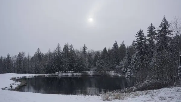 Graustufenaufnahme Eines Sees Schneebedeckten Wald — Stockfoto
