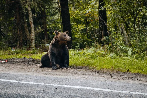 Ένα Κοντινό Πλάνο Μιας Καφέ Αρκούδας Που Κάθεται Στην Άκρη — Φωτογραφία Αρχείου