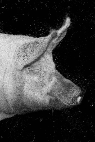 Black White Picture Sleeping Sow Pig Her Side — Stock Photo, Image