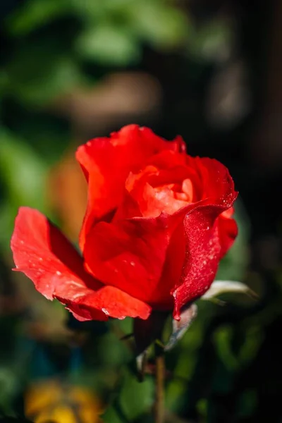 Nahaufnahme Einer Roten Rose Einem Garten — Stockfoto