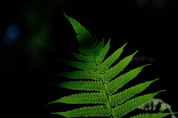 Nahaufnahme Eines Leuchtend Grünen Farnblattes Vor Dem Isolierten Hintergrund — Stockfoto