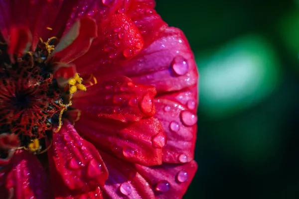 Yapraklarında Damlacıkları Olan Pembe Bir Zinya Çiçeğinin Yakın Plan Fotoğrafı — Stok fotoğraf