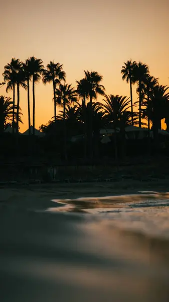 Eine Vertikale Aufnahme Von Palmensilhouetten Der Küste Auf Einem Meer — Stockfoto
