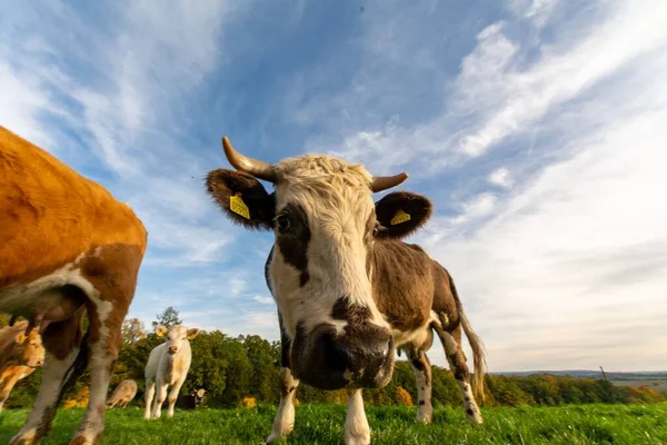 Tiro Baixo Ângulo Uma Manada Vacas Olhando Para Câmera Campo — Fotografia de Stock