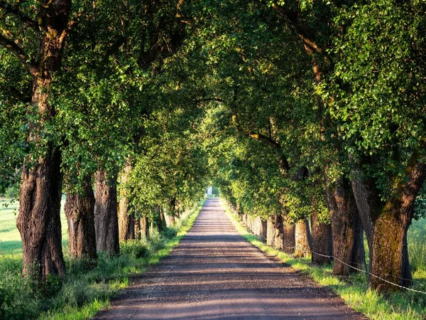 オーストリアのカリンシアで木の線の間の道路の美しいショット — ストック写真