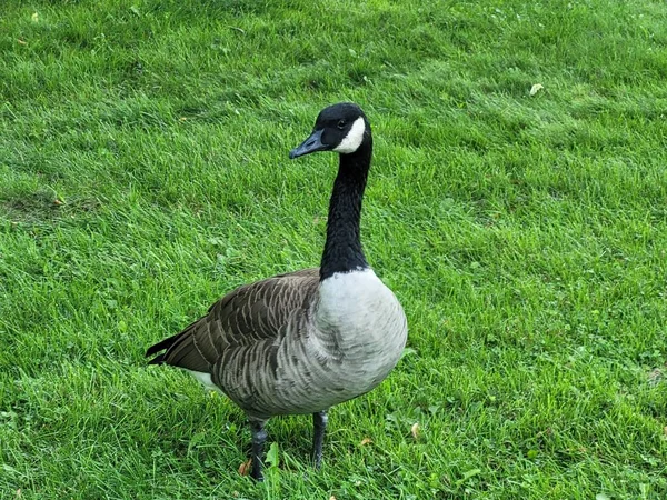 Closeup Cute Little Goose Looking Suspiciously Camera Bright Green Field — Stock Photo, Image