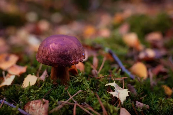 森林里宝莲蘑菇的特写 — 图库照片