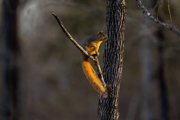 背景がぼやけている木の枝に立つかわいい茶色のリスのクローズアップ — ストック写真