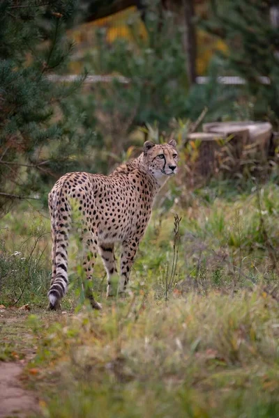 一只优雅的猎豹在绿地中的垂直镜头 — 图库照片