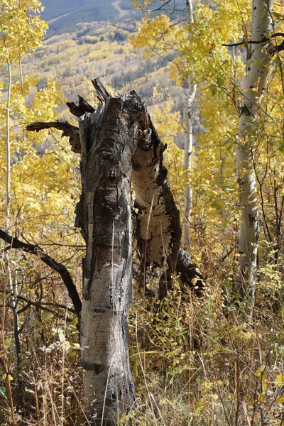 Colpo Verticale Pioppo Tremulo Caduto Una Foresta Autunno — Foto Stock