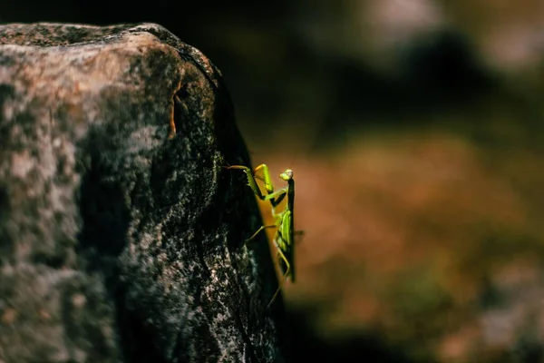 Primer Plano Una Mantis Verde Sobre Una Superficie Rocosa Con — Foto de Stock