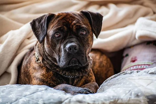Nahaufnahme Eines Traurigen Hundes Unter Einer Decke Als Draußen Kaltes — Stockfoto