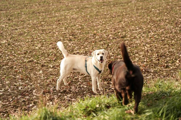 Dva Roztomilí Labradorští Psi Kráčející Trávě — Stock fotografie