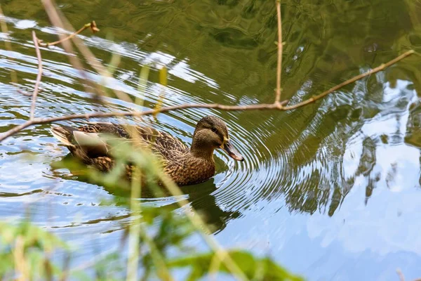 Eine Braune Ente Schwimmt Wasser — Stockfoto
