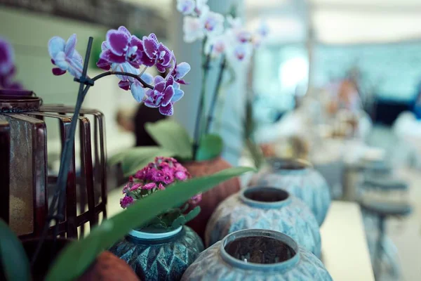 Närbild Lila Och Rosa Orkidéer Krukorna — Stockfoto