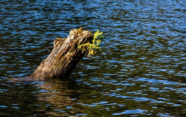 Close Tronco Árvore Lago — Fotografia de Stock