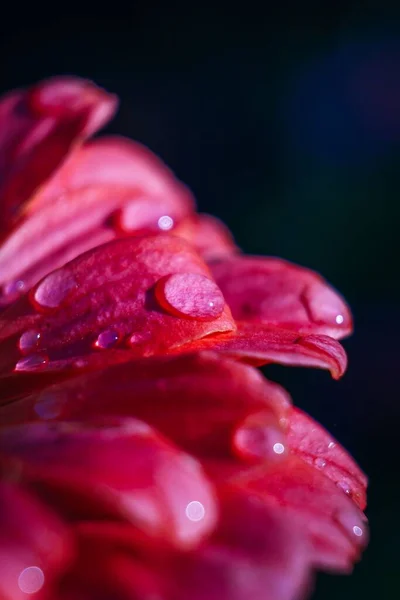 Yapraklarında Damlacıkları Olan Pembe Bir Zinya Çiçeğinin Dikey Yakın Çekimi — Stok fotoğraf