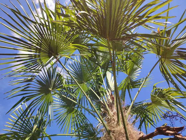 在晴朗的蓝天下 在阳光灿烂的日子里拍到一棵棕榈树的低角度照片 — 图库照片