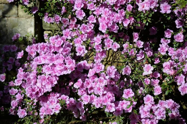 Azáleas Cor Rosa Jardim Ensolarado Primavera — Fotografia de Stock