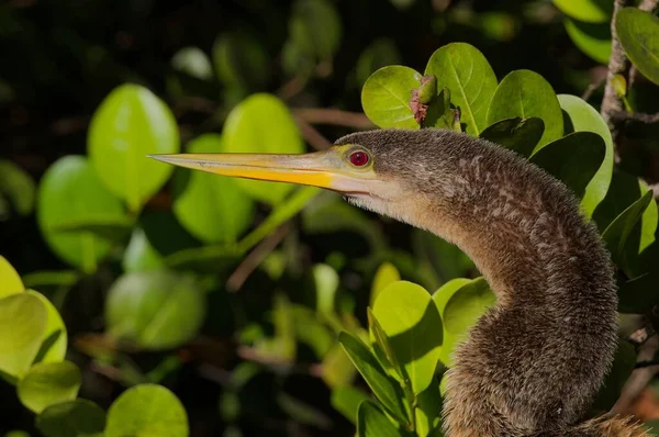 Primer Plano Pájaro Anhinga — Foto de Stock