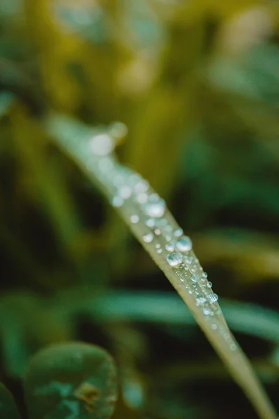 Selektywny Ogniskowanie Waterdrop Wiszący Zielonym Liściu Rośliny — Zdjęcie stockowe