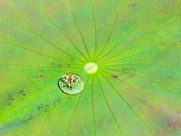 Макроснимок Водопада Зеленом Листе — стоковое фото