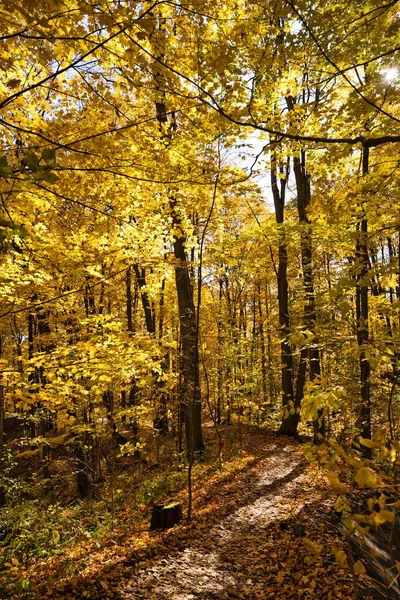 Μια Κάθετη Λήψη Των Κίτρινων Δέντρων Ένα Πάρκο Φθινόπωρο Και — Φωτογραφία Αρχείου