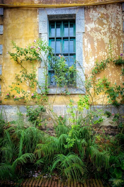Vertical Shot Window Yellow Wall Plants Window — Stock Photo, Image
