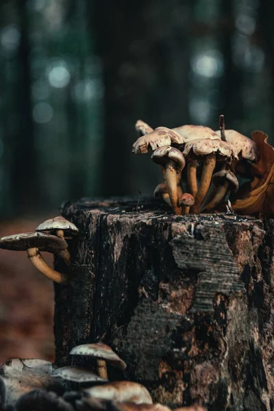 Eine Vertikale Aufnahme Von Pilzen Die Auf Einem Alten Stamm — Stockfoto