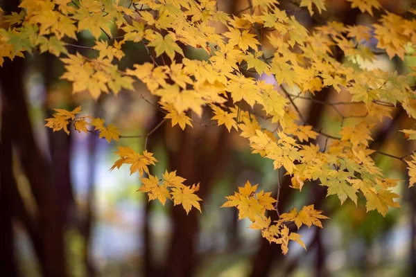 在模糊的背景下 秋天黄叶树木的图像 — 图库照片