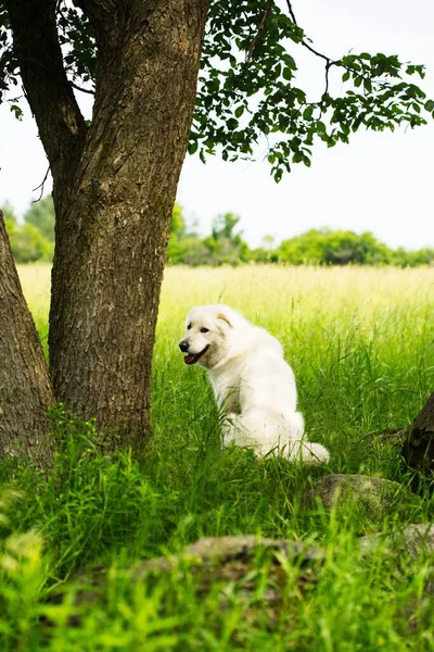 Vertical Maremmano Abruzzese Sheepdog Sitting Tree Green Field Sunny Day — Stock Photo, Image