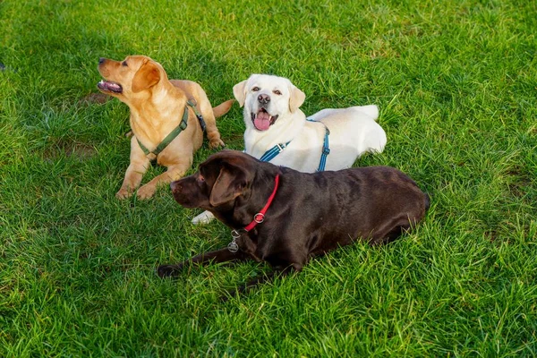 Tři Roztomilí Labradorští Psi Trávě — Stock fotografie