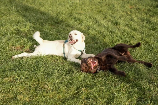 Dva Roztomilí Labradorští Psi Hrající Trávě — Stock fotografie