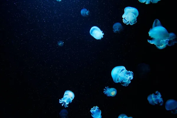 Beautiful Blue Jellyfish Texture Background — Stock Photo, Image